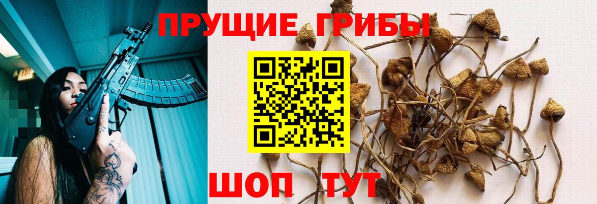 Киселёвск  Галлюциногенные грибы Magic Shrooms  купить наркотик  Псилоцибиновые грибы Magic Shrooms  Вход с VPN 
